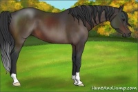 Horse Color:Brown 
