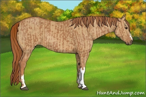 Horse Color:Chestnut  and Red Dun 