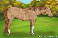 Horse Color:Chestnut  and Red Dun 