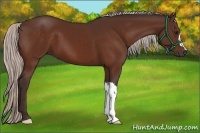 Horse Color:Silver Bay 
