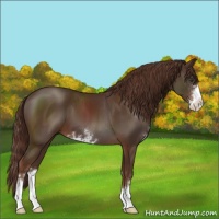 Horse Color:Liver Chestnut Sabino 