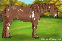 Horse Color:White Spotted Chestnut 
