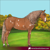 Horse Color:White Spotted Chestnut 