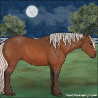Horse Color:Silver Bay 