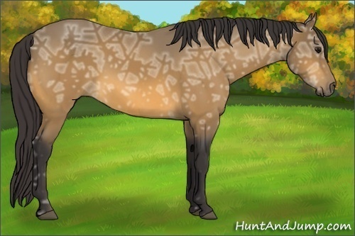 Horse Color:Buckskin Ice 