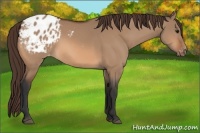 Horse Color:Bay Dun Appaloosa 