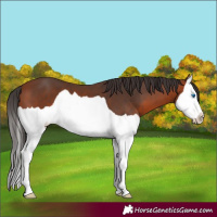 Horse Color:Bay Splash 