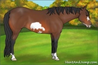 Horse Color:Bay Frame 
