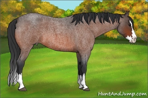 Horse Color:Bay Roan Splash