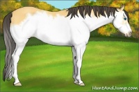 Horse Color:Buckskin Splash Frame