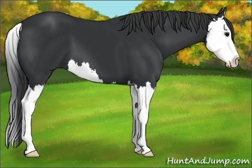 Horse Color:Black Splash 