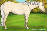 Horse Color:Silver Amber Cream Champagne Roan Dun