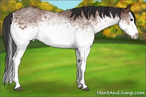 Horse Color:White Spotted Bay Splash 