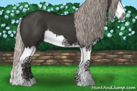 Horse Color:Gray Silver Black Splash