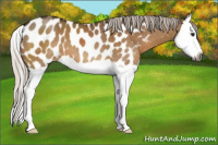Horse Color:Gray Silver Bay Dun Splash Appaloosa 