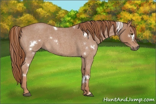 Horse Color:White Spotted Red Roan 