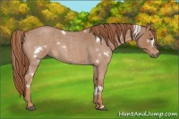 Horse Color:White Spotted Red Roan 