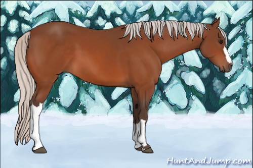 Horse Color:Silver Bay 