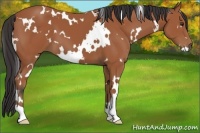 Horse Color:White Spotted Bay 