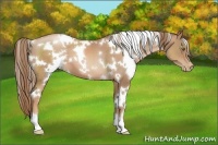 Horse Color:White Spotted Liver Chestnut Pearl 