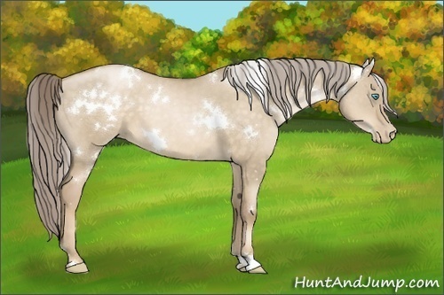 Horse Color:White Spotted Chocolate Palomino Pearl Dun 