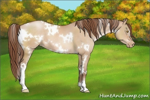 Horse Color:White Spotted Bay Pearl Dun 