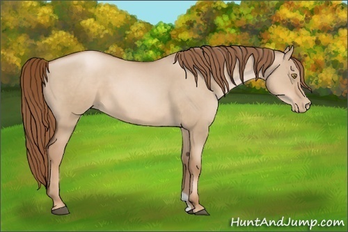 Horse Color:Liver Red Dun Pearl 