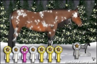 Horse Color:White Spotted Bay Roan Appaloosa 