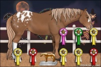 Horse Color:Chestnut Appaloosa