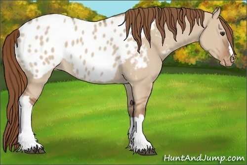 Horse Color:Red Dun Appaloosa 