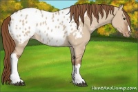 Horse Color:Red Dun Appaloosa