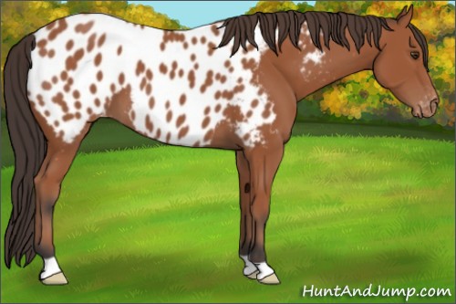 Horse Color:Bay Appaloosa 