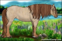 Horse Color:Red Dun Roan  and Red Dun Roan 