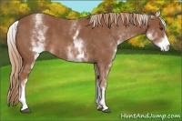 Horse Color:White Spotted Chestnut 