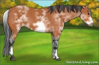 Horse Color:White Spotted Bay Frame 