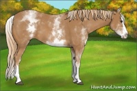 Horse Color:White Spotted Chestnut Splash 