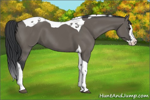 Horse Color:Grullo Splash Tobiano 