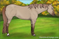 Horse Color:Liver Red Dun Sabino 
