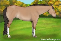 Horse Color:Bay Dun
