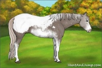 Horse Color:Silver Black Sabino Tobiano Frame Snowcap 
