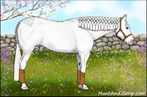 Horse Color:White Spotted Silver Grullo Splash Appaloosa 