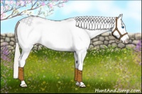 Horse Color:White Spotted Silver Grullo Splash Appaloosa