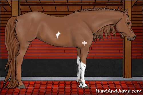 Horse Color:Chestnut Tobiano 