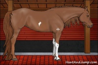 Horse Color:Chestnut Tobiano