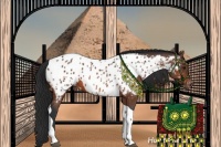 Horse Color:Bay Tobiano Appaloosa 