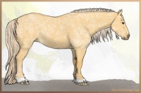 Horse Color:Palomino Ice Dun 