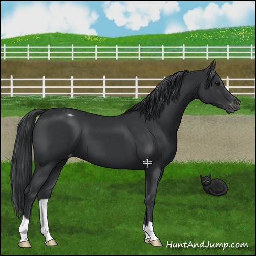 Horse Color:Black Appaloosa 