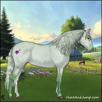 Horse Color:Watercolor Silver Bay Dun