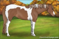 Horse Color:Chestnut Tobiano 