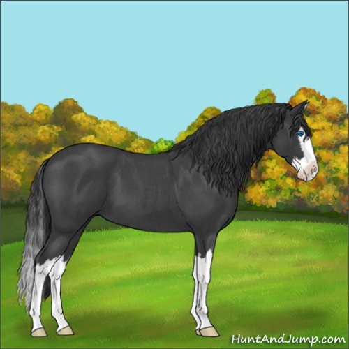 Horse Color:Blue Roan Splash 